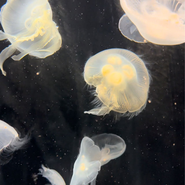 大阪の水族館といえばここ
