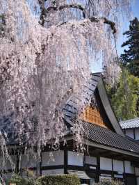 【山梨・桜】混雑回避はココ‼️樹齢330年のイトザクラに酔いしれよう🥰