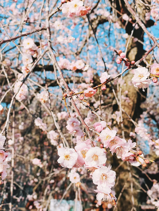 【秩父】宝登山でロウバイと梅の花を楽しむ🌸