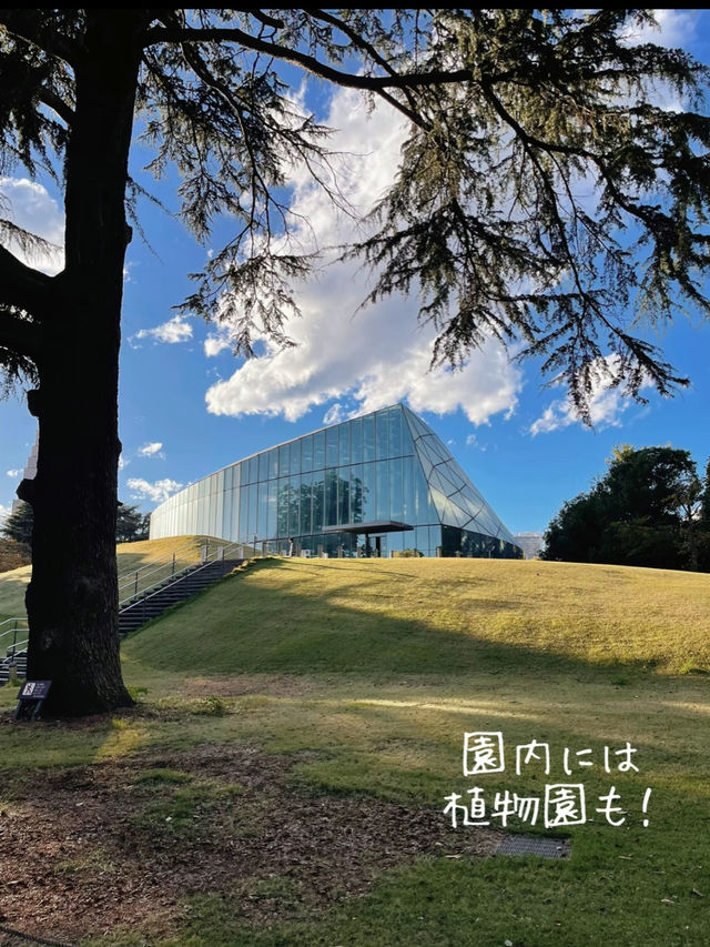 2024.3.30新宿御苑　満開速報！一部でエリア満開です！満開エリアマップあり！