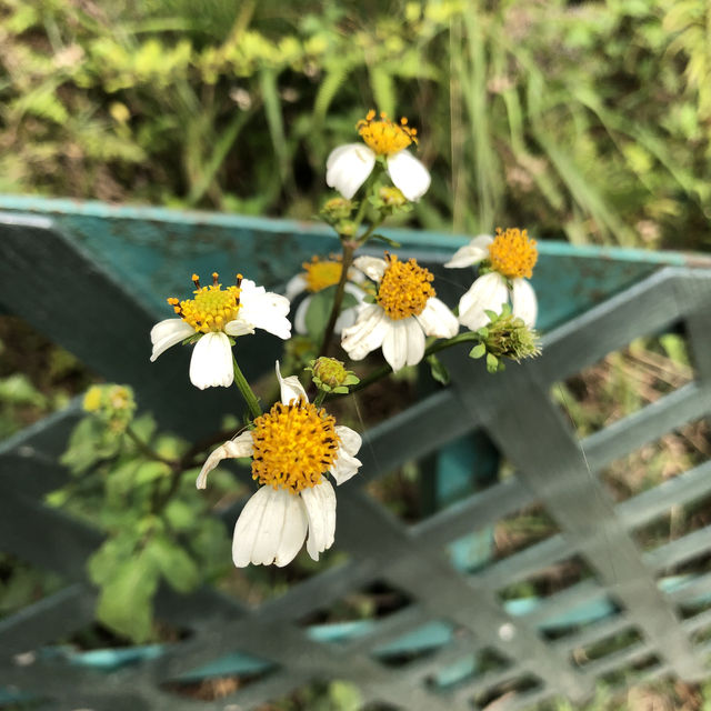 Infinite Serenity: Wisdom Path's Tranquil