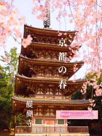 訪れる価値あり🌸豊臣秀吉も愛した醍醐寺の桜