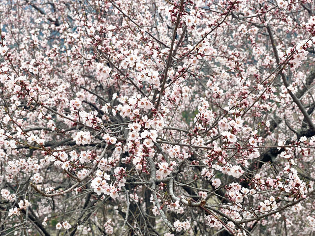 The rare Himalayan cherry blossoms.