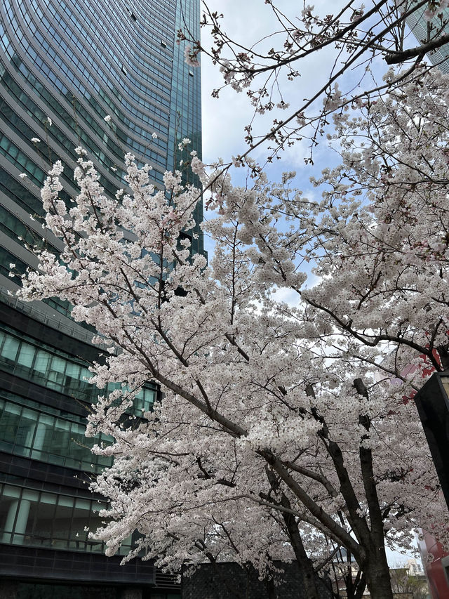 韓国/ソウル【ソウルの森】桜のおすすめスポット