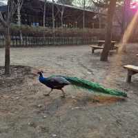 Trip To Nami Island