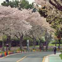 🌸 제주종합경기장, 숨겨진 벚꽃 명소