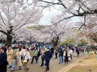 สวนโยโยกิ Yoyogi Park 🌸