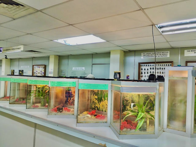 Kuala Lumpur Butterfly Garden