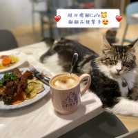 打卡超治癒貓Cafe🐱 品種繁多嘅貓貓😍