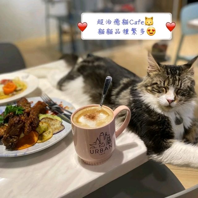 打卡超治癒貓Cafe🐱 品種繁多嘅貓貓😍