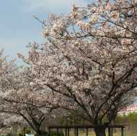 🌸구미 사람들은 잘 아는 벚꽃 명소🌸