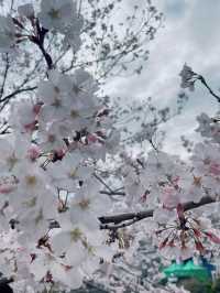 【横浜】サクラの名所/大岡川🌸✨