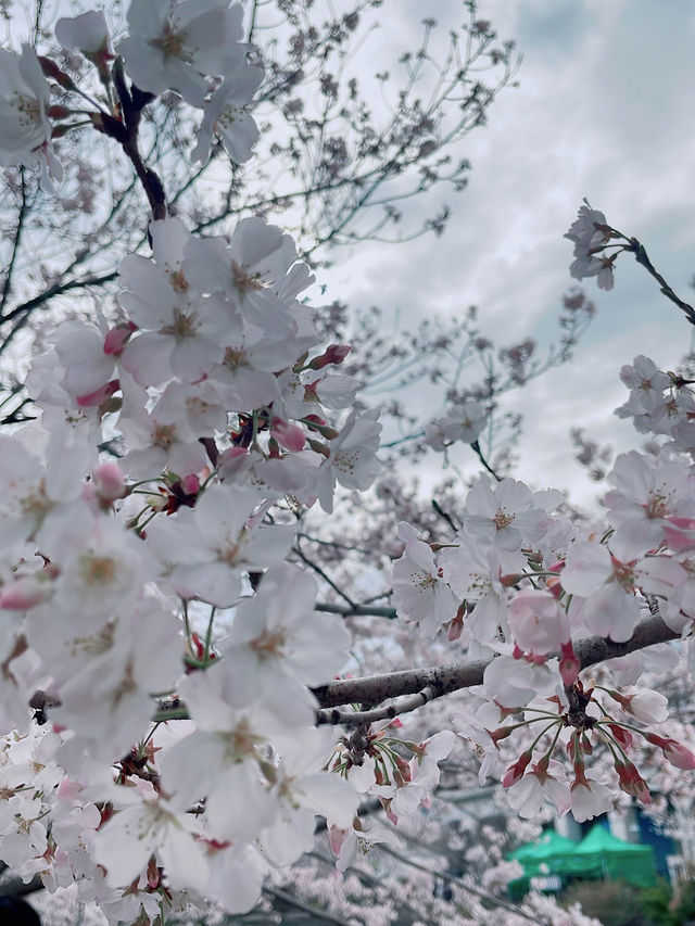 【横浜】サクラの名所/大岡川🌸✨