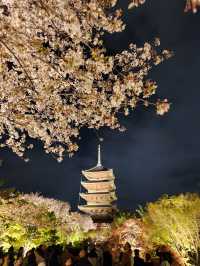 【京都東寺】夜遊櫻花🌸，心靈淨化