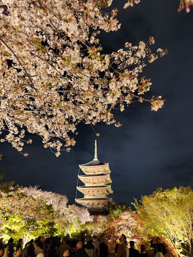 【京都東寺】夜遊櫻花🌸，心靈淨化