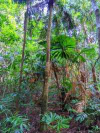 Daintree National Park