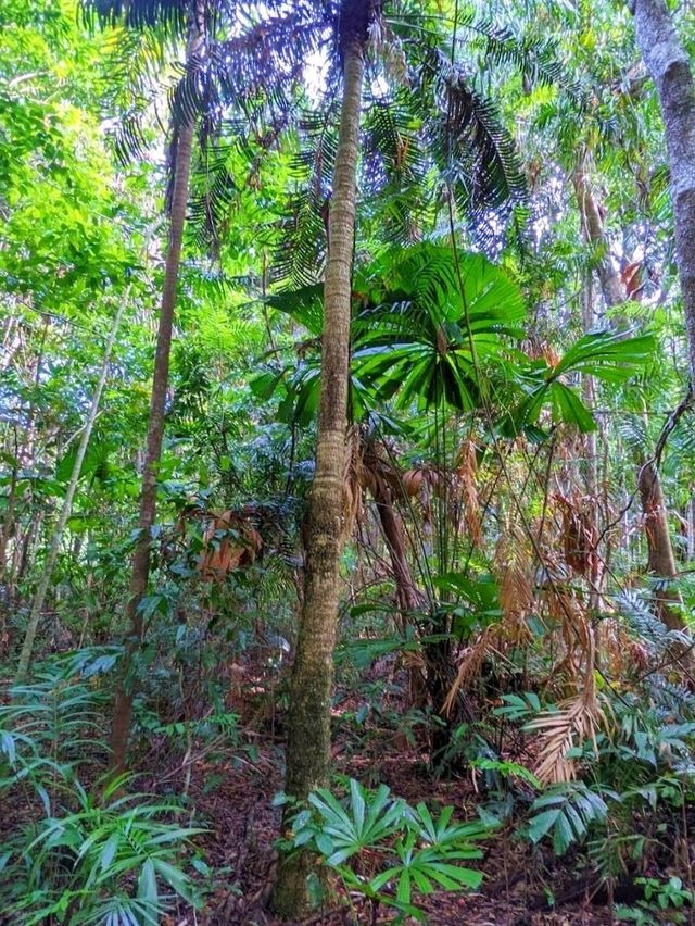 Daintree National Park