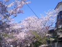 🌸「京都哲學之道，春天賞花好去處」🌸