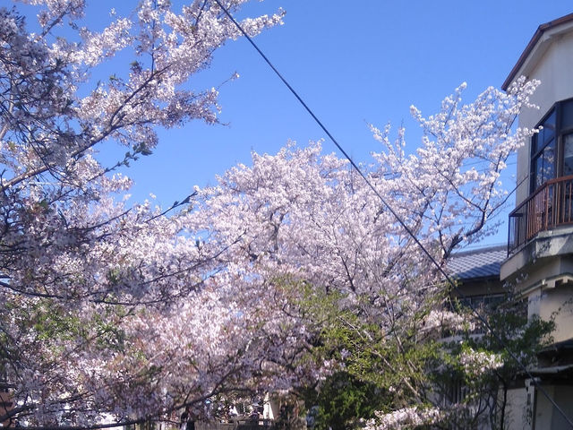 🌸「京都哲學之道，春天賞花好去處」🌸