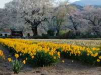山高神代櫻🌸：日本古老巨樹，春季踏青必去