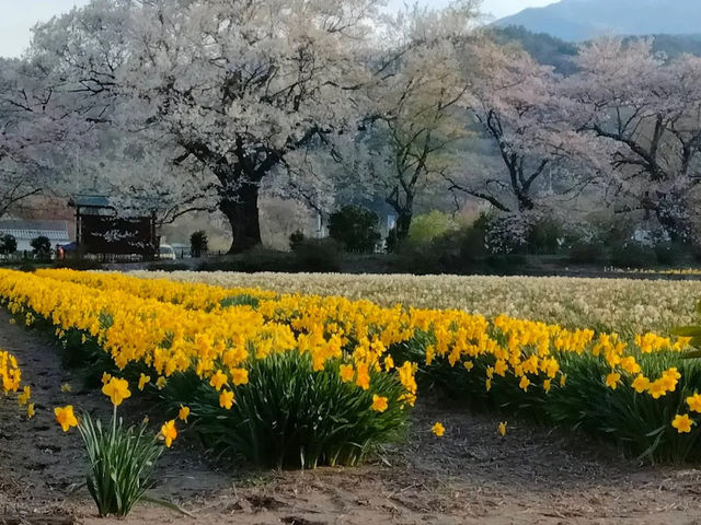 山高神代櫻🌸：日本古老巨樹，春季踏青必去