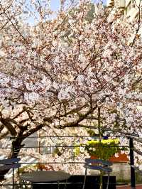 【釜山】春に行きたい！桜が目の前にある素敵カフェ