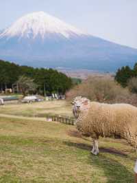 🇯🇵 日本山梨 馬飼野牧場：動物互動、體驗農場生活 適合一日遊！🐴