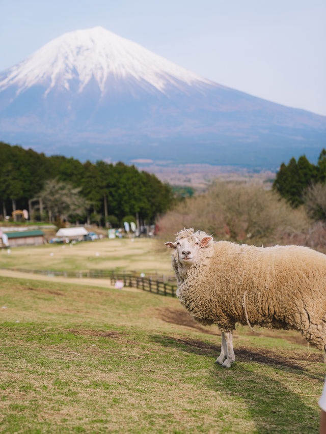 🇯🇵 日本山梨 馬飼野牧場：動物互動、體驗農場生活 適合一日遊！🐴