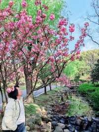 Cherry Blossom in WUXI 