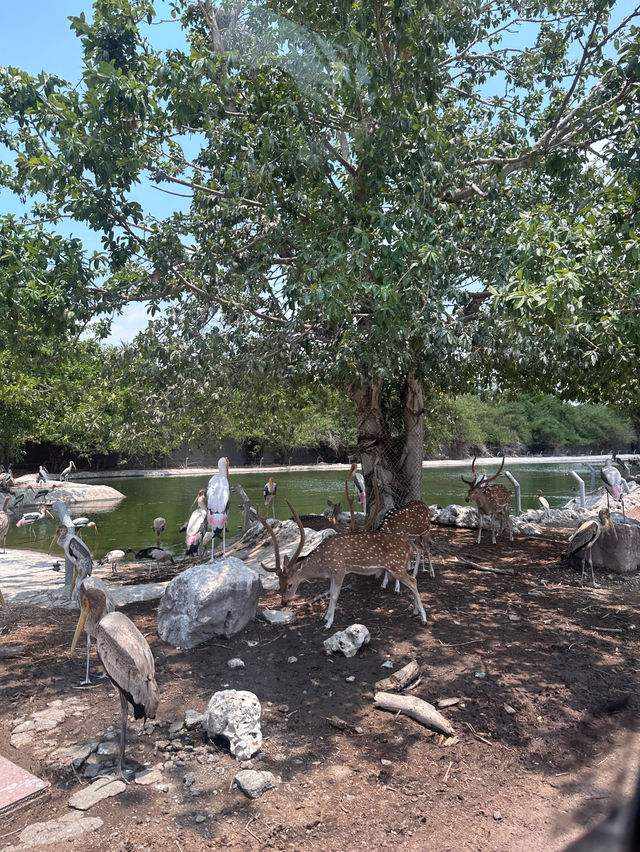 ขับรถชมสัตว์ต่างๆที่ซาฟารี พาร์ค🦓