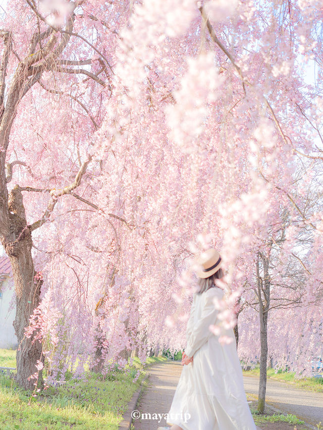 【福島】どこまで行ってもしだれ桜