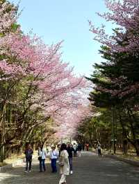 札幌　札幌観光　やっぱり外せない北海道神宮の桜！