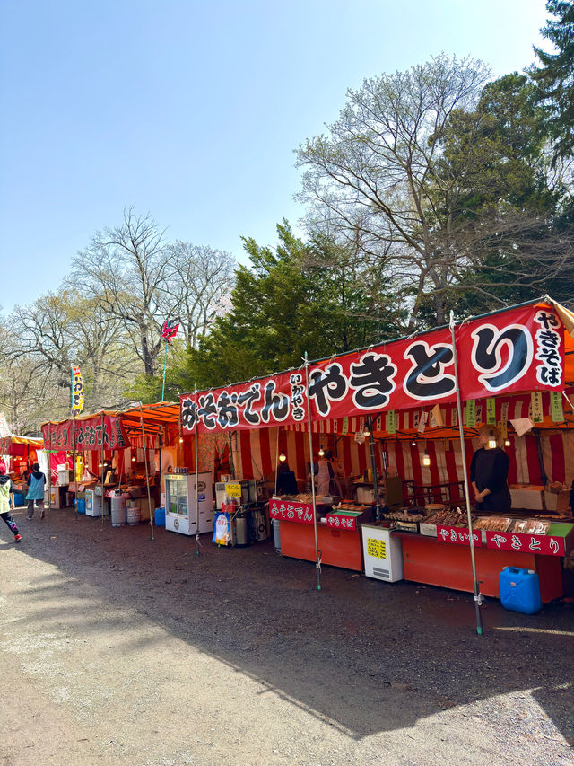 札幌　札幌観光　やっぱり外せない北海道神宮の桜！