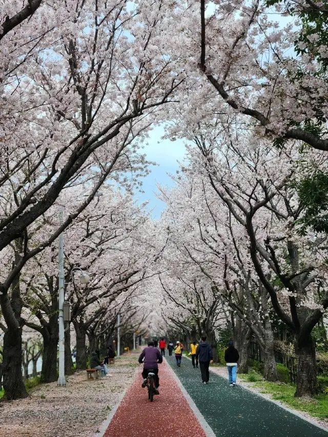 Samnak Ecological Park, the sanctuary of cherry blossom viewing in Busan with long and beautiful cherry blossom paths.