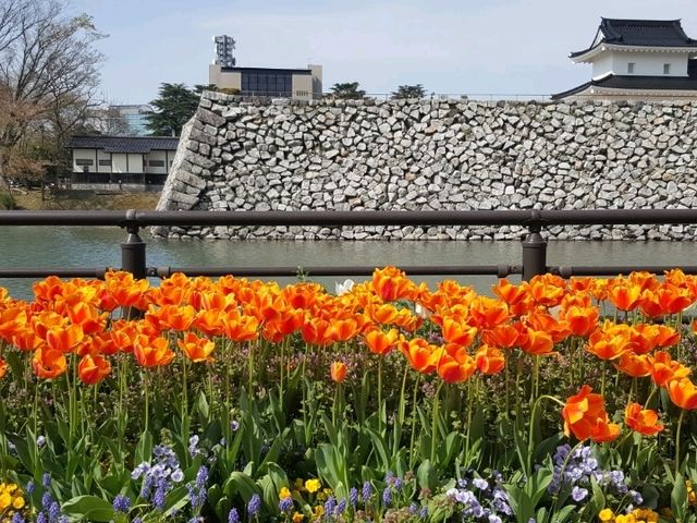 Spring at Toyama Castle