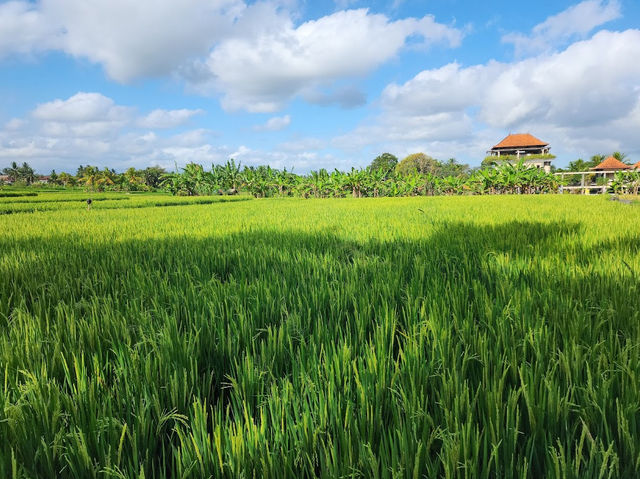 Kajeng Rice Field