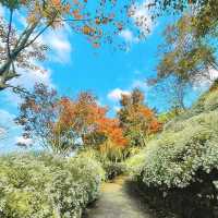 「角板山公園」山林綠洲