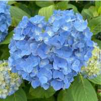【福岡観光】敷地内には7000株の紫陽花が咲いてるよ