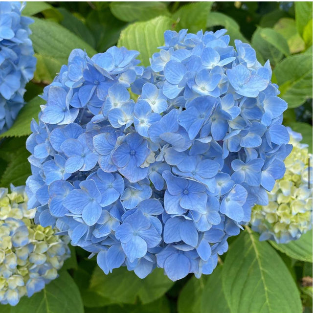 【福岡観光】敷地内には7000株の紫陽花が咲いてるよ