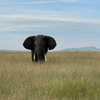Incredible wildlife experience in Kenya 