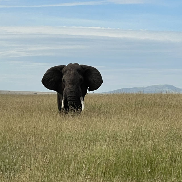 Incredible wildlife experience in Kenya 