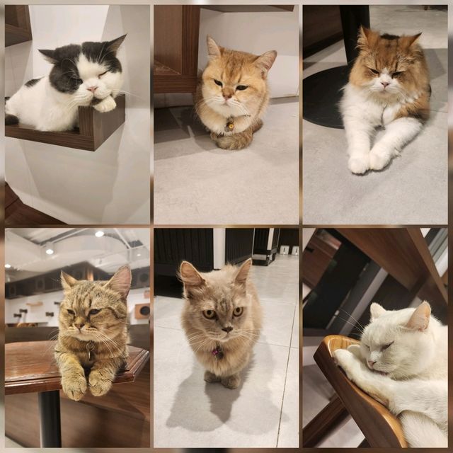 Urban Cafe📍旺角兆萬中心