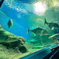 #อควาเรียมพัทยา Underwater World Pattaya อควอเรียม