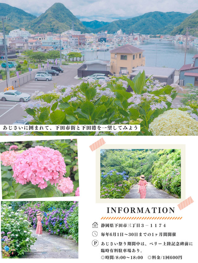 【静岡・伊豆】今が見頃❣️絶対外さない、あじさい旅