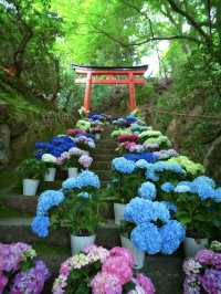 【京都】京都1番人気の紫陽花スポットはココ‼️映えすぎてぴえん🥺
