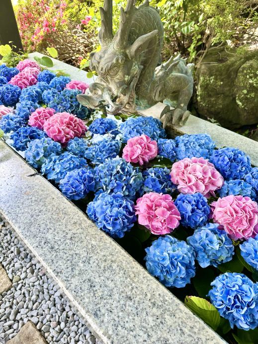 Tokyo~ Not crowded! A hidden hydrangea spot where you can enjoy