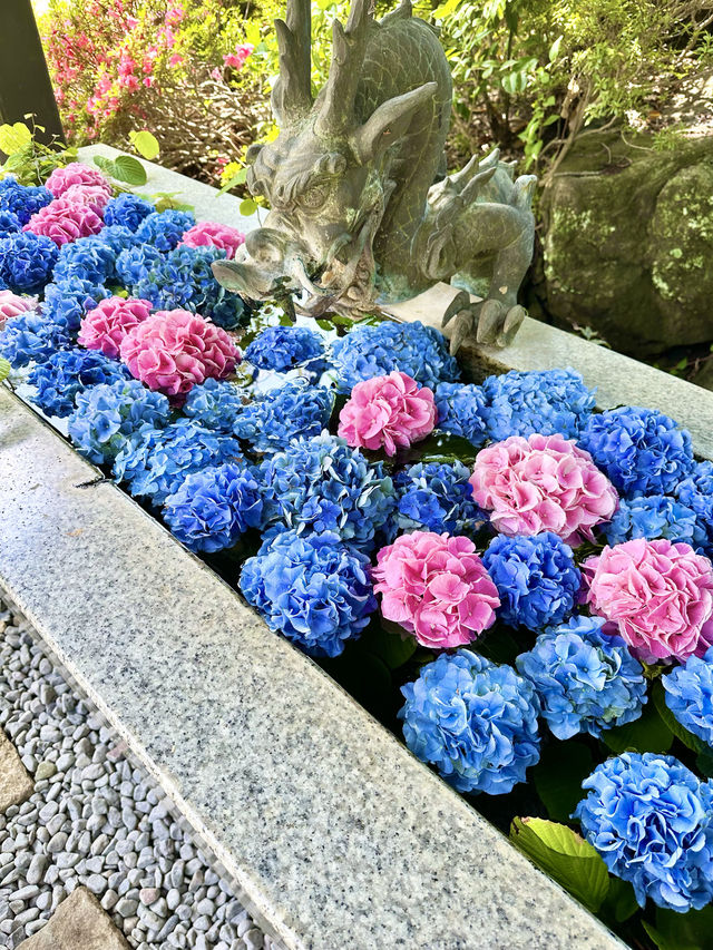 〜東京都〜混まない！一日楽しめる穴場あじさいスポット！