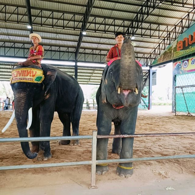 พิพิธภัณฑ์ช้าง อ.ท่าตูม จ.สุรินทร์
