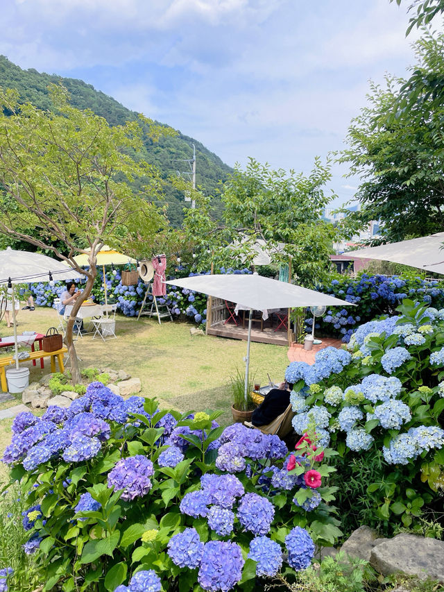 💙파란 수국이 한가득한 이곳 앵지밭골 그집 카페입니다💜