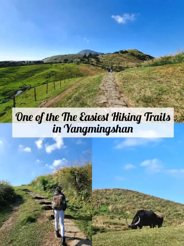 陽明山最輕鬆的健行步道之一